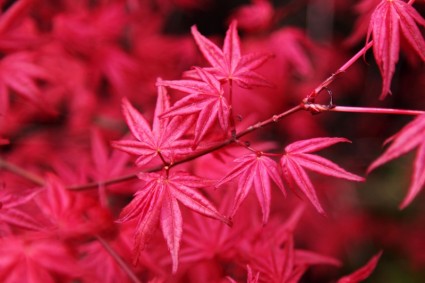 日本楓葉