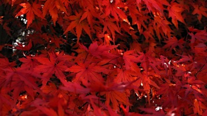 Jepang maple daun maple Jepang merah