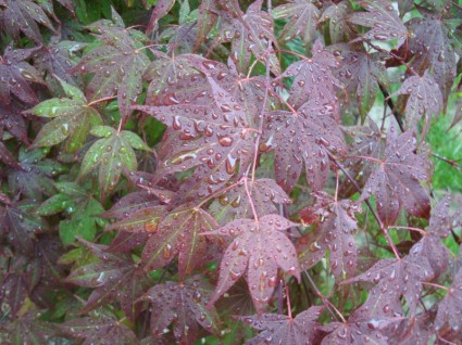 feuilles d'érable japonais d'érable rouge du Japon