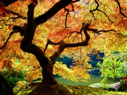 Nhật maple hình nền thực vật tự nhiên