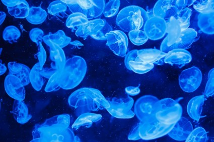 Fondo de medusas
