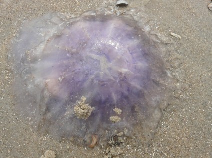 Medusa medusa azul cyanea lamarckii