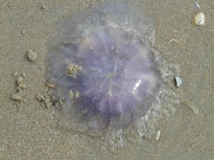 Meduza niebieski jellyfish ryba Chrysiptera lamarckii