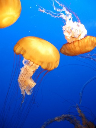 Медузы синий морской