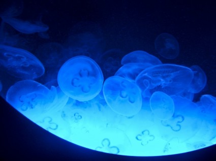 agua de medusa azul