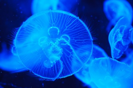 détail de la méduse