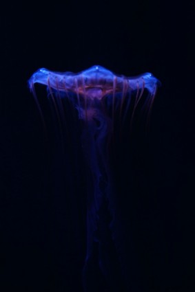 黑暗中的水母