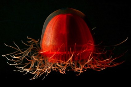 vida de medusa roja