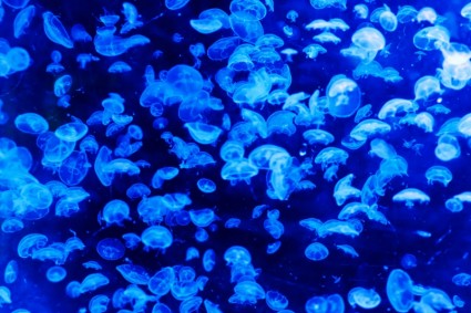 шаблон медузы
