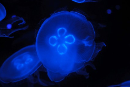 Méduse sous l'eau