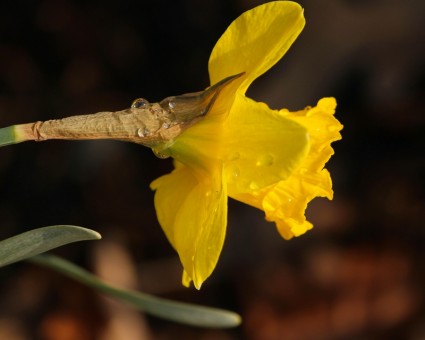 warna kuning muda narcissus daffodil