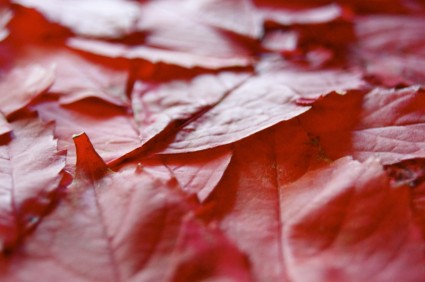 Outono de jornal vermelho