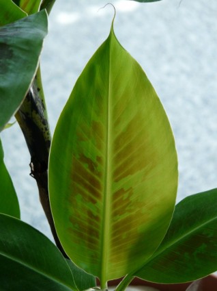Журнал банановых листьев зеленого