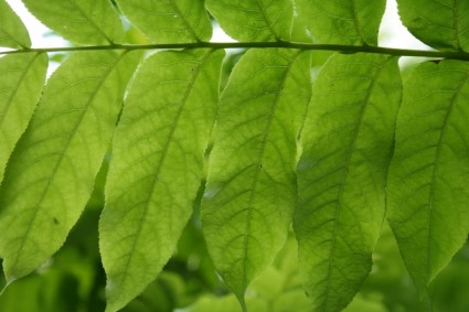 저널 녹색 잎 잎