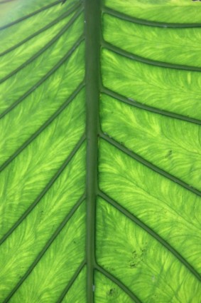 nervures des feuilles vertes Journal