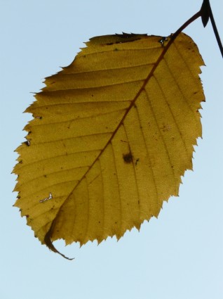 Journal feuilles automne