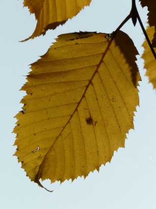 Журнал листья осень