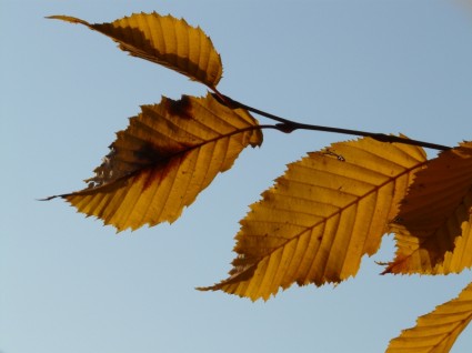 Gazzetta foglie autunno