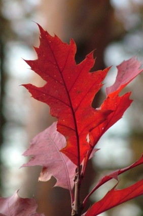 Jurnal maple daun merah