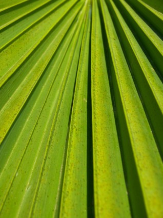 Zeitschrift Palm grün
