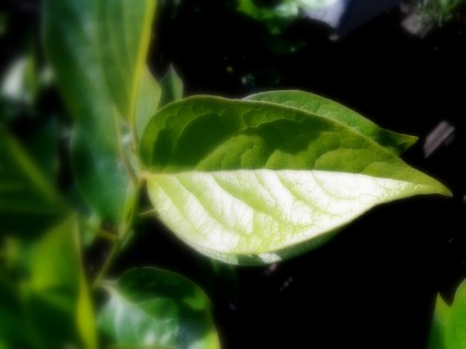 한 잎