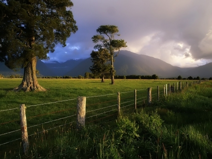 카 히 카 테아 나무가 벽지 뉴질랜드 세계