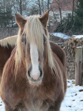 Bentheimer Pferd winter
