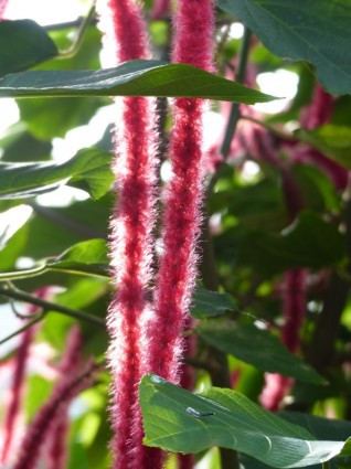 katzenschwaenzchen 식물 acalypha hispida