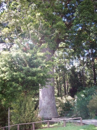 pohon Kauri Selandia Baru
