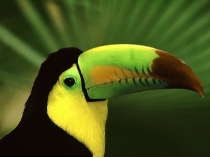 Keel billed Toucan Tapete Vögel Tiere