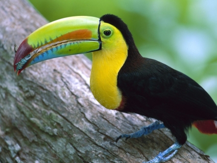 Kell facturé toucan alimentation papier peint oiseaux animaux