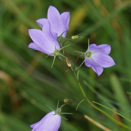 kellokkukka penyebaran bellflower ungu bunga
