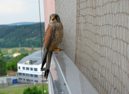 Turmfalke-Vogel-Balkon
