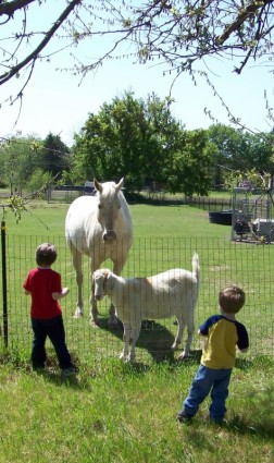 아이 들과 농장 동물