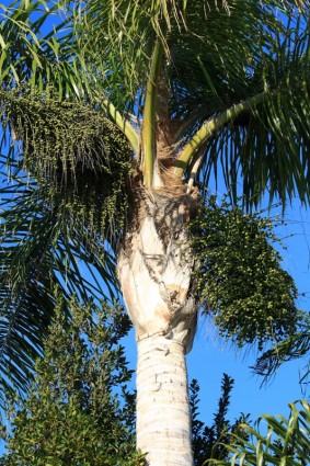 King Palm mit Datum-Clustern