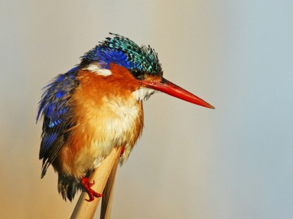 Kingfisher burung alam