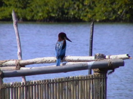 pájaro Martín pescador azul