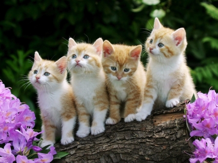 animais de gatos de papel de parede de gatinhos