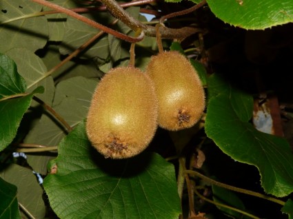 Come fruta de kiwi