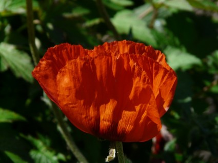 bunga poppy klatschmohn