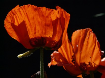Klatschmohn Poppy Flower