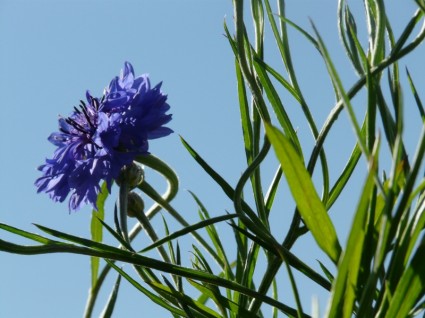 centaurée bleuet feuilles