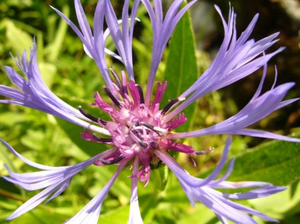 flora flor de Centaurea