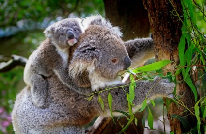 コアラ オーストラリア動物
