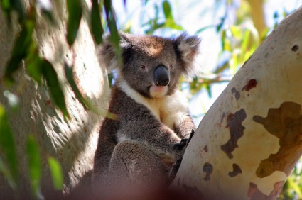Koala Avustralya phascolarctos cinereus