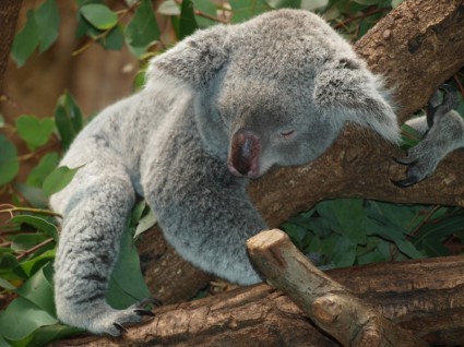 Koala gấu teddy Úc