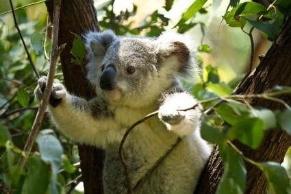 Koala oso koala bear