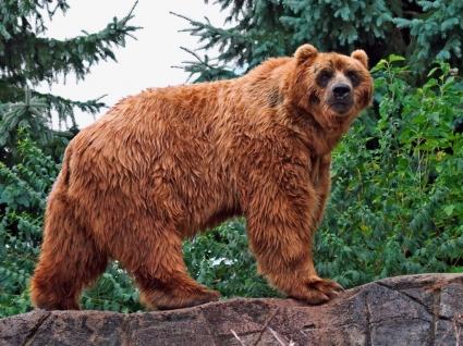 niedźwiedź Kodiak tapeta nosi zwierząt