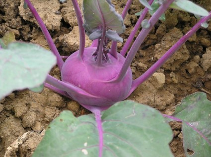 kolrabi sayuran ungu