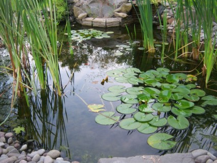 koi の池